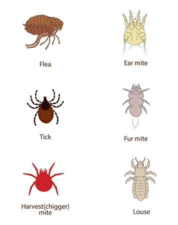 What To Know About Parasites. Skin And Fur Parasites Vector Set. Flea, Tick, Ear Mite, Fur Mite, Harvest Mite, Louse. Spread Of Infection.のイラスト素材