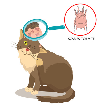 Parasite Of The Skin. Cat Parasites Vector. Itch Mite. Sarcoptes Scabiei. On Cat In The Fur As A Close Up Magnification. Pet Veterinary Medicine Vector.のイラスト素材