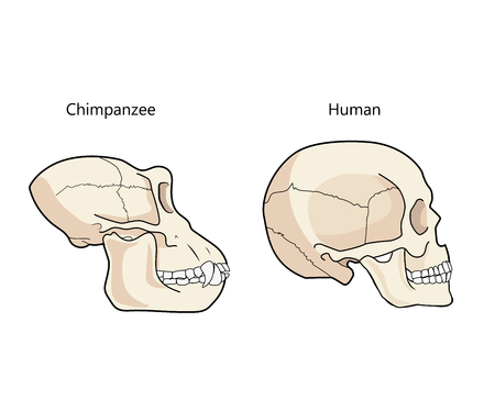 Human And Chimpanzee Skull Biology And Anatomy Vector Illustration. Comparative Primate Anatomy. Comparisons Of The Skull Vector.のイラスト素材