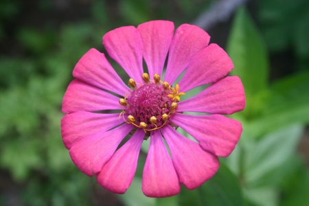 pink flower   garden resort  at pai ,maehongson,thailand の写真素材