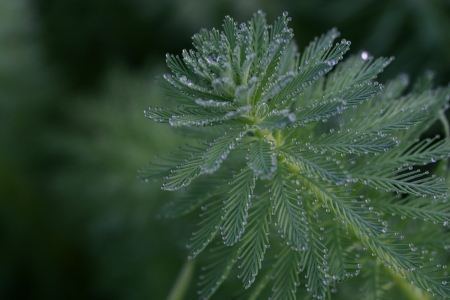 drewdrop   garden resort at pai maehongson, thailandの写真素材