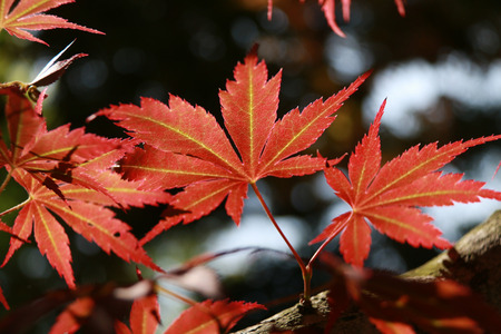 maple tree around park at independent hall, USAの写真素材