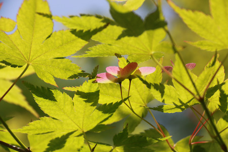 maple tree around park at independent hall, USAの写真素材