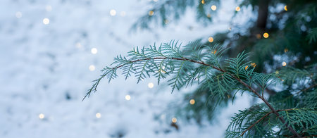 Closeup of a frosted evergreen branch adorned with sparkling bokeh lights, set against a soft, snowy winter backgroundの素材