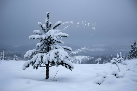 Beautiful winter landscape with snow covered pine tree in the mountains.の素材