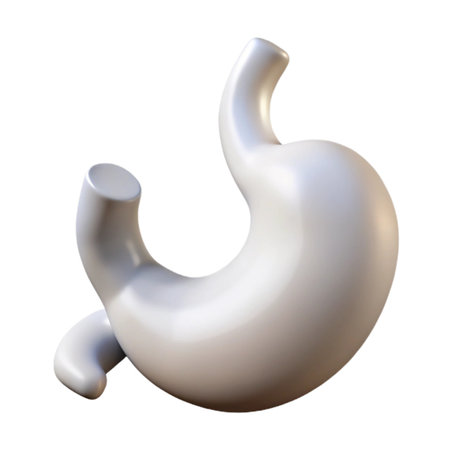 3d render of a glossy white human stomach organ, representing digestion and health, isolated on transparent backgroundの素材