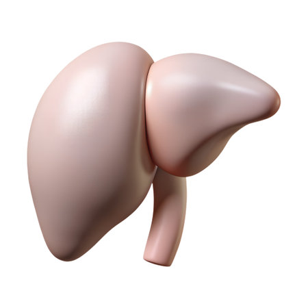 3d rendering of a healthy human liver, a vital organ of the digestive system, isolated on transparent backgroundの素材