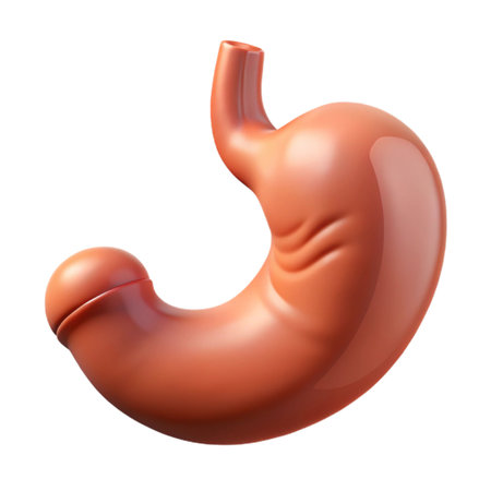 Human stomach anatomy isolated on transparent background, a vital organ for digestion and overall healthの素材