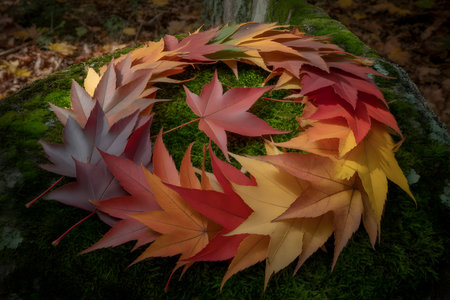 Autumn leaf spiral arrangement on vibrant green mossy forest ground, showcasing diverse fall colors and seasonal change.の素材