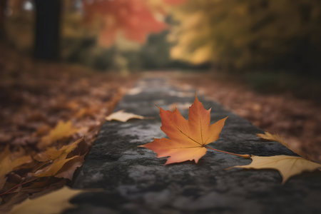 Vibrant orange maple leaf on dark stone surface, surrounded by blurred fall foliage in a park, representing seasonal change and autumn's feel.の素材