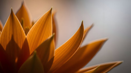 Close up of orange flower petalsの素材