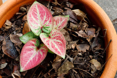 A Heart-shape Caladium in the middle of Caladium gardenの写真素材