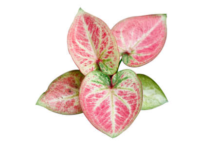 A Heart-shape Caladium in the middle of Caladium gardenの写真素材