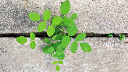 Trees sprout push through cementの写真素材