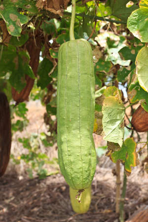 Zucchini in garden from Thai