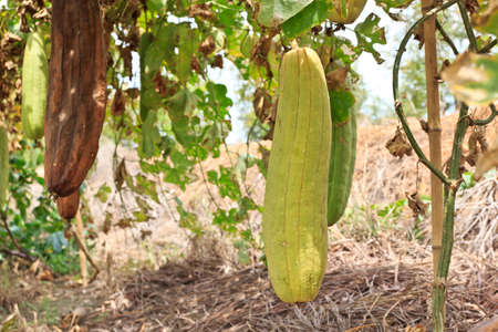 Zucchini in garden from Thai