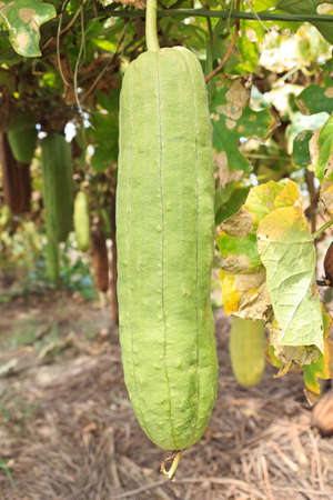 Zucchini in garden from Thaiの写真素材