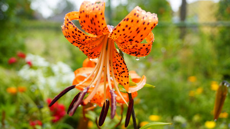 Beautiful and strangeの写真素材