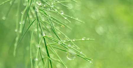 A drop on a twigの写真素材