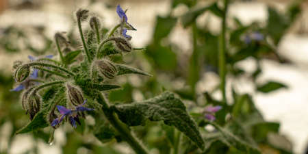 borage in Novemberの写真素材