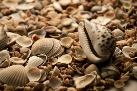 Sea shells pattern for design. Seashells for summer advertising. Marine shells texture. Sea shells...