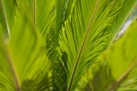 Tropical green leaf texture. Coconut palm trees. Coconut leaf texture background. Tropical palm. Nature background. Tropical palm leaf. Coconut tree. Nature background. Palms texture.の写真素材