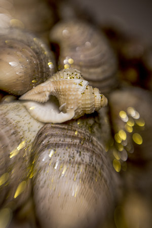Sea shells pattern for design. Seashells for summer advertising. Marine shells texture. Sea shells background. Marine seashells.の写真素材