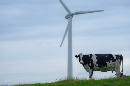 Green energy. Eco farm. Wind energy. Eco farming. Green electricity. Wind generator power. Alternative energy. Cow on green field. Eco farm with cow. Mature cow at meadow.の写真素材