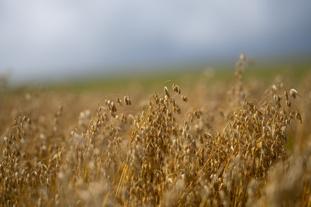 Field landscape. Field of oats. Ripening ears of oats in field. Rural landscape. Ear of oats in...
