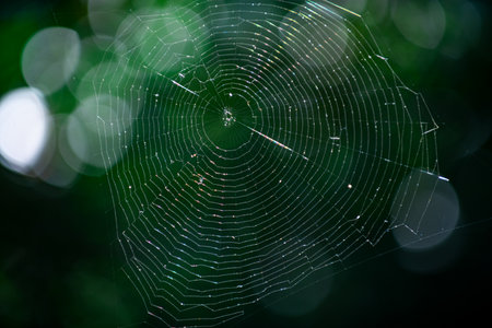 Spider web. Macro. Closeup nature. Spider web in forest. Spiderweb or spider net. Arachnophobia. Mother nature. Spider make spiderweb.の写真素材