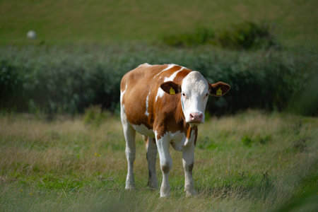 Cows on summer pasture. Cows on dairy milk farm. Cattle grazing in a field. Cows on green grass in a meadow, pasture. Cow grazing on farmland. Brown cow grazing in grassy meadow. Brown cows on pasture. Livestock animals. Cow grazing on farmland.の写真素材