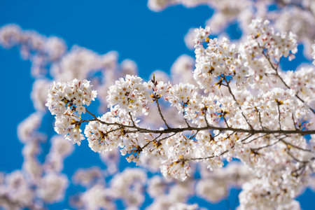 White blossom flower pattern. Flower pattern for spring background. Nature background. Flower...