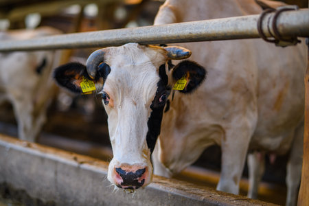 Milk cow. Agriculture industry. Eco farming. Cow calf in feedlot. Cows head peeking over the fence in the barn. Holstein cows in the barn. Milk farm.の写真素材