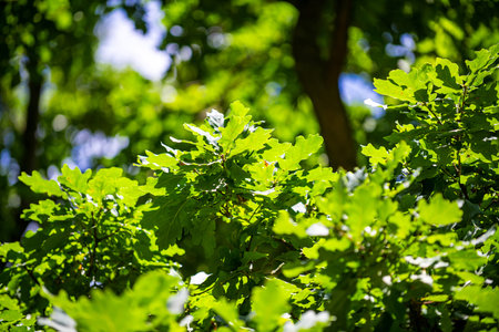 Leaves background. Green nature background. Green leaf in forest. Green leaf background. Green leaf forest on blurred greenery background. Leaves plants backdrop.の写真素材