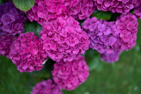 Pink Flower in bloom. Hydrangeas blooming in garden. Hydrangea or Hortensia flower. Hydrangea...