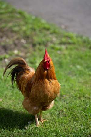 Rooster.の写真素材