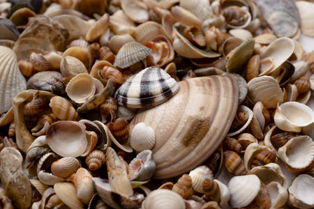 Colorful sea shells as background.の写真素材