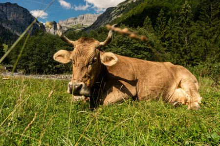 Brown cow in Swiss Alps. Cow on a summer pasture. Herd of cows grazing in Alps. Mature cow at grass field. Cows eating grass at pasture. Cow Farm. Cows grazing at pasture.の写真素材