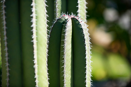 Cactus or Cacti Plants. Cactus plants. Background cactus with spines. Green thorn cactus. Big cacti in desert.の写真素材