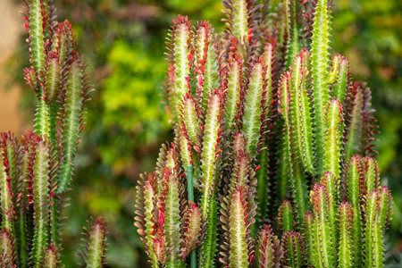 Cactus plant background. Cactus pattern.