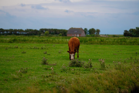 Cow in the countryside. Cow at meadow. Beef cattle in green field. Cow in grassy pasture. Cows graze on summer meadow. Rural landscapes with cows. Cows in a pasture.の写真素材