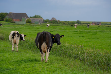 Holstein cows at pasture. Mature cow. Cows on a meadow. Black and white cow on green meadow. Cow Farm with dairy cattle on field in countryside farm. Cow herd at field.の写真素材