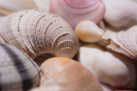 Summer advertising. Seashells for design. Mollusk shells. Seashell background. Texture of the shells. Seashell background. Colorful sea shells as background. Marine shell.の写真素材
