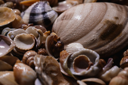 Seashells. Mollusk shells. Seashell background. Texture of the shells. Seashell background. Colorful...