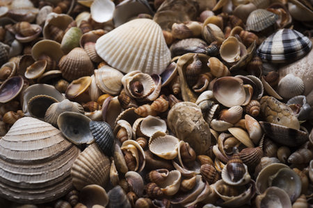 Ocean mollusk shells. Seashells. Seashell background. Texture of the shells. Seashell background....
