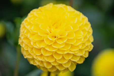 Autumn Flower head. Floral background. Macro flower. Macro photo. Flowers petals. Macro Nature. Flower blooming. Colorful chrysanthemum flower macro shot.の写真素材