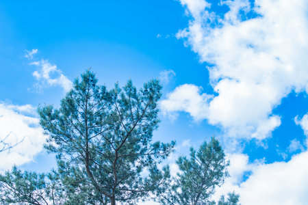 Sky is blue and clear with clouds. Sun is shining brightly. Peaceful scene. Sun shining through the...