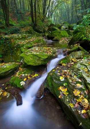 net forest brook flows into the dead woodの写真素材