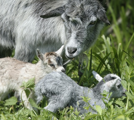 goat and her newborn kidsの写真素材