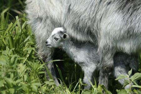 goat and her newborn kidの写真素材